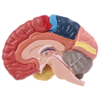 Életnagyságú emberi agy funkcionális terület modell anatómiája a természettudományos osztálytermi tanulmányhoz 