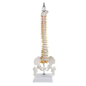 45cm Rugalmas emberi gerincoszlop csigolyagerinc ágyéki anatómiai modell Anato