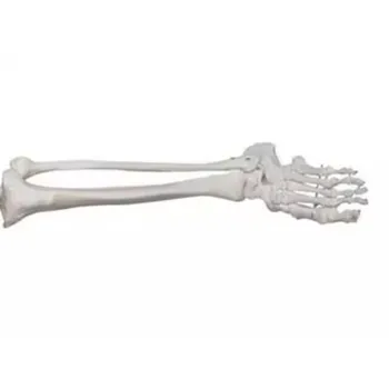 1:1 Életnagyságú szám jelölve Emberi anatómia Láb Csontok Láb Ízület Biológiai Modell Csontváz Alsó végtag Izom címkézés
